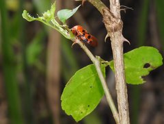 Cosmoscarta dorsimacula
