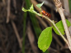 Cosmoscarta dorsimacula