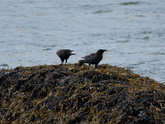 Corvus brachyrhynchos caurinus