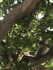 Lagerstroemia indica