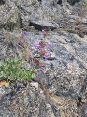 Penstemon pruinosus