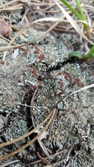Cladonia cariosa