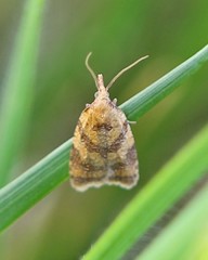 Sparganothis pilleriana
