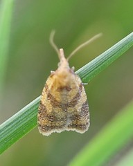 Sparganothis pilleriana