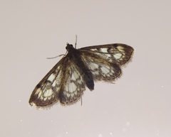 Anania coronata