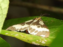 Nyctemera carissima
