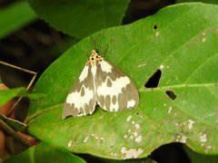 Nyctemera carissima