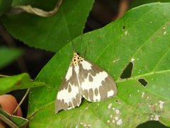 Nyctemera carissima