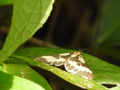 Nyctemera carissima