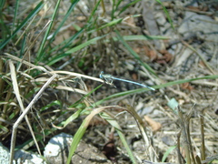 Platycnemis pennipes