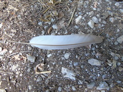 Columba livia domestica