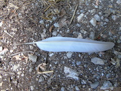 Columba livia domestica