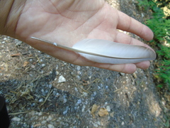 Columba livia domestica