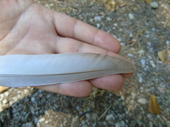 Columba livia domestica