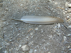 Columba livia domestica