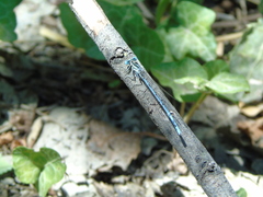 Platycnemis pennipes