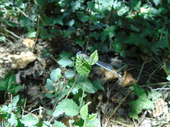 Platycnemis pennipes