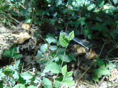 Platycnemis pennipes