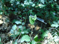 Platycnemis pennipes