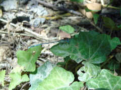 Platycnemis pennipes
