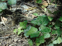 Platycnemis pennipes