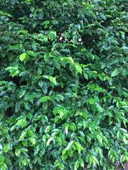 Elaeocarpus elliffii