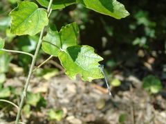 Platycnemis pennipes