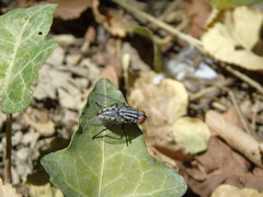 Sarcophagidae