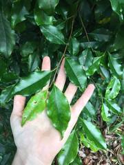 Elaeocarpus elliffii