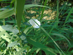 Convolvulus arvensis
