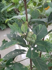 Lagerstroemia speciosa