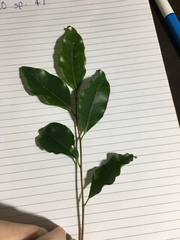 Elaeocarpus elliffii