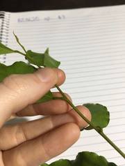 Elaeocarpus elliffii