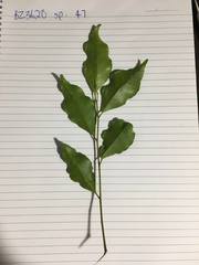 Elaeocarpus elliffii