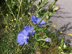 Cichorium intybus