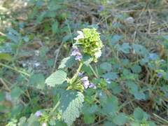 Ballota nigra