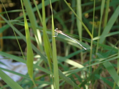 Platycnemis pennipes