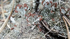 Cladonia cariosa