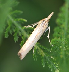 Pediasia luteella