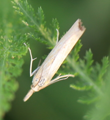 Pediasia luteella