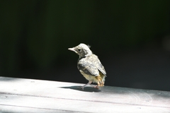 Phoenicurus auroreus