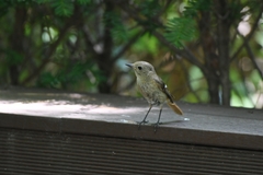 Phoenicurus auroreus