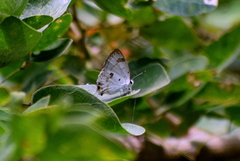 Hypolycaena othona