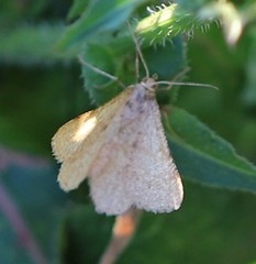 Isturgia murinaria