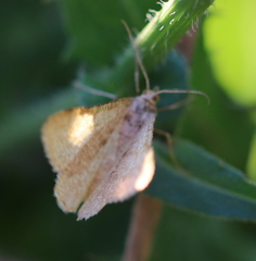 Isturgia murinaria