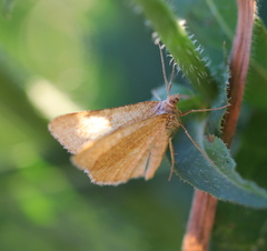 Isturgia murinaria