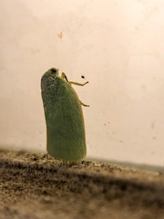 Cryptoflata unipunctata