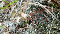 Cladonia cariosa