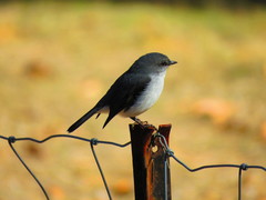 Eopsaltria georgiana