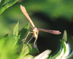 Stenoptilia